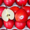 新西兰红啤梨 约500g/份 商品缩略图0