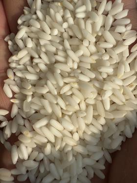 新疆羊脂籽米（玉芽种）