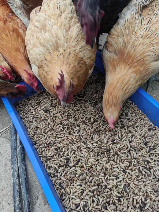 YXG土鸡蛋50枚装 商品图4