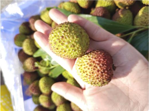 妃子笑荔枝一箱 商品图3