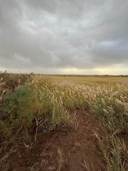 新疆羊脂籽米（玉芽种） 商品图3