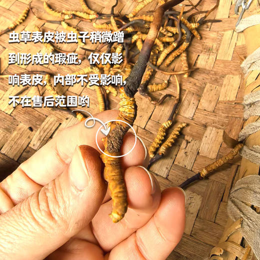 野生高海拔新鲜冬虫夏草（玉树）| 合作生产 * Yushu high altitude fresh Cordyceps sinensis | Partner Production 商品图2