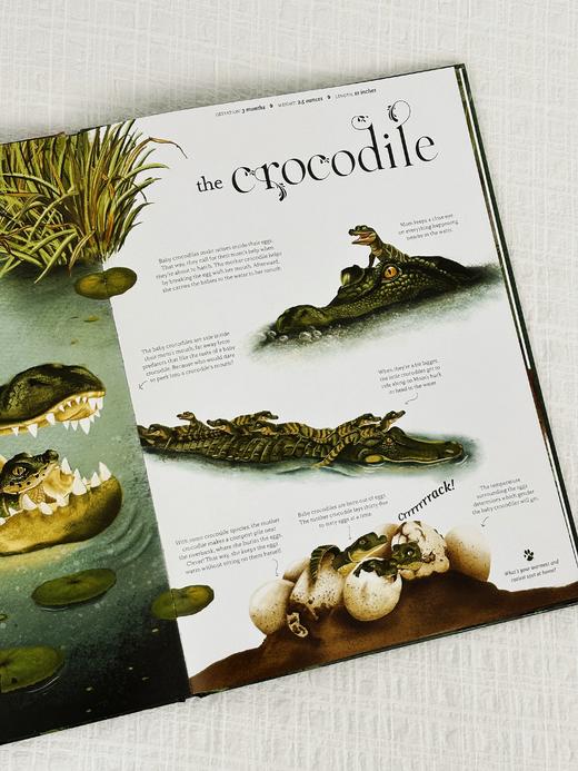 【Clavis】Wild about Mom原版英文儿童绘本 商品图4