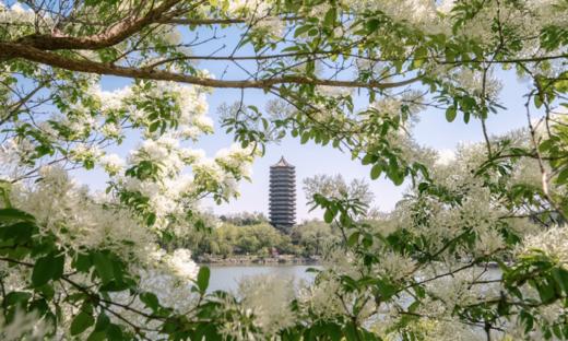 北大研学｜学霸带你探秘燕园，解锁名校成长密码 商品图3