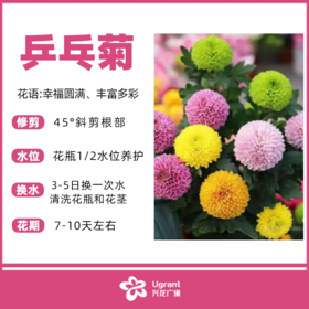 乒乓菊（束）