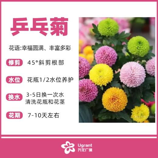 乒乓菊（束） 商品图0