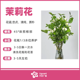 优选茉莉花（束）