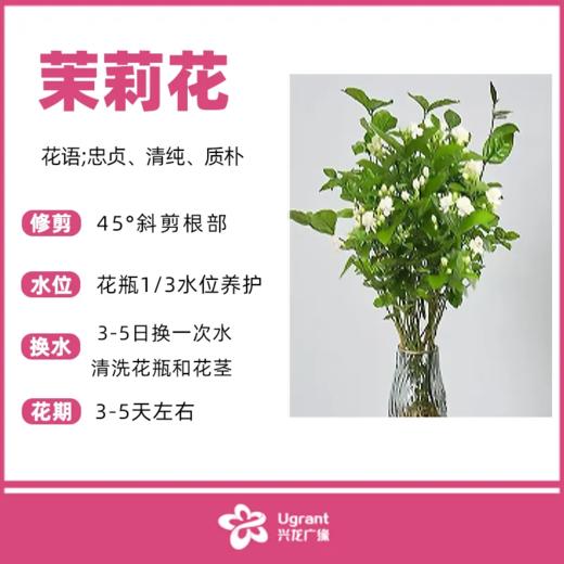 优选茉莉花（束） 商品图0