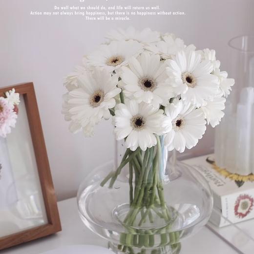 【奶霜棉花糖】非洲菊-史努比-10枝 | 公众号专享 商品图2