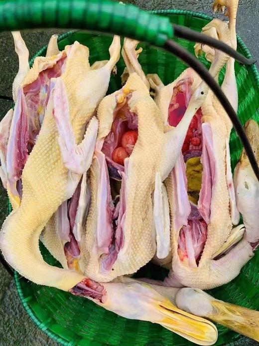 千岛湖高山土鸭 商品图5