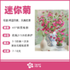 迷你菊（束） 商品缩略图0