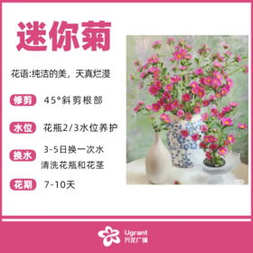 迷你菊（束）