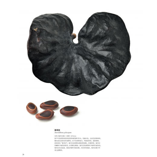 《世界上不可思议的果实种子图鉴》 商品图7