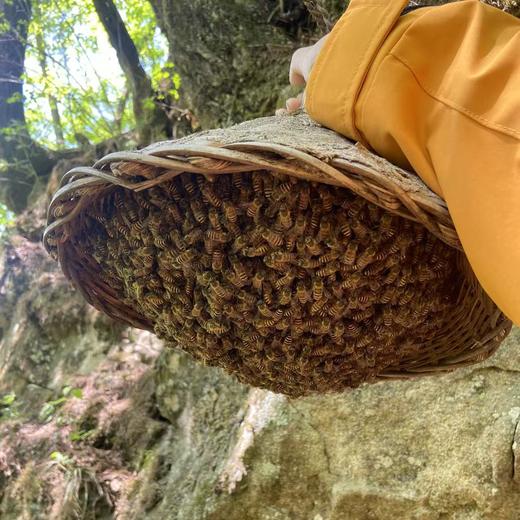 秦岭古法本草花蜜 商品图2