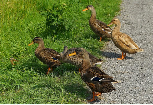 千岛湖高山土鸭 商品图4