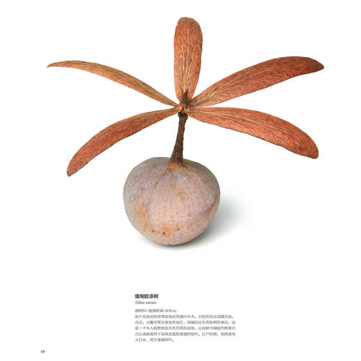 《世界上不可思议的果实种子图鉴》 商品图10