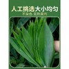 香源 天然新鲜 包粽子 粽叶 50片/袋 商品缩略图1