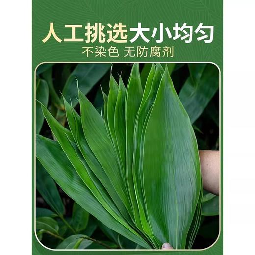 香源 天然新鲜 包粽子 粽叶 50片/袋 商品图1