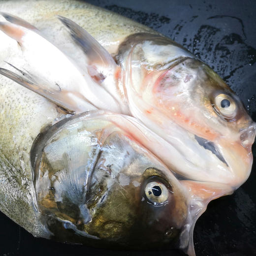【好余轩香辣烤鱼 】免切免洗免调味，躺平等待，煮开即食，非常便捷 800g2袋半成品 商品图3