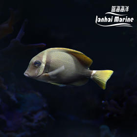 白颊吊