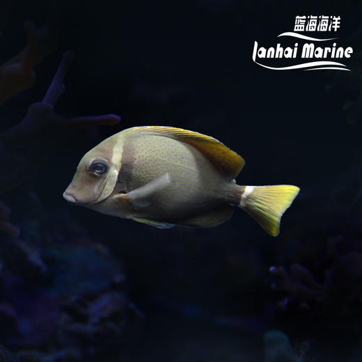 白颊吊 商品图0
