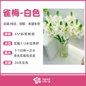 雀梅白色（束）