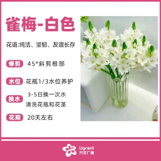 雀梅白色（束） 商品图0