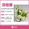 洋桔梗（束） 商品缩略图0