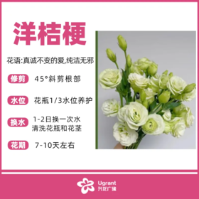 洋桔梗（束）