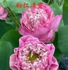 配花 | 荷花粉红凌霄（外瓣掉瓣不售后，介意慎拍） 商品缩略图0