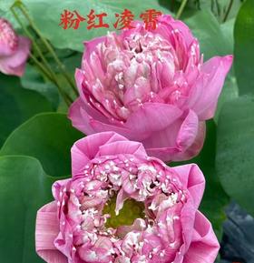 配花 | 荷花粉红凌霄（外瓣掉瓣不售后，介意慎拍）