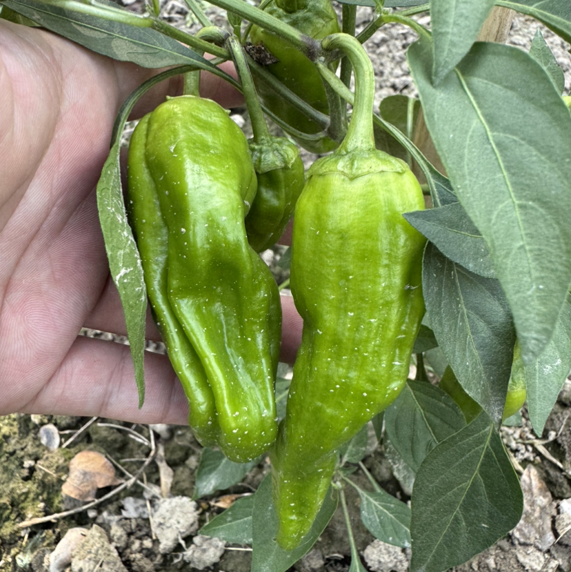 原生态青椒（500克）