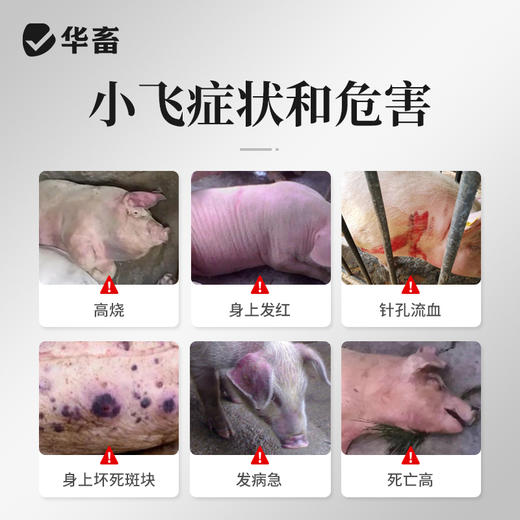 华畜随便养猪抗病毒防感染猪瘟预防免疫力强拉稀腹泻扶正添加剂 商品图1