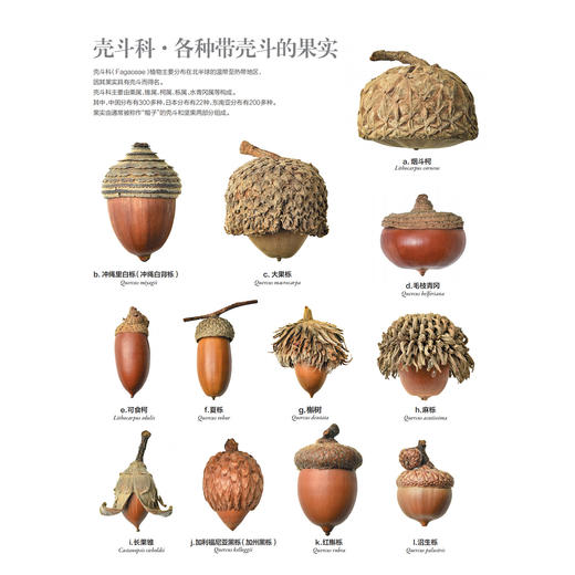 《世界上不可思议的果实种子图鉴》 商品图8