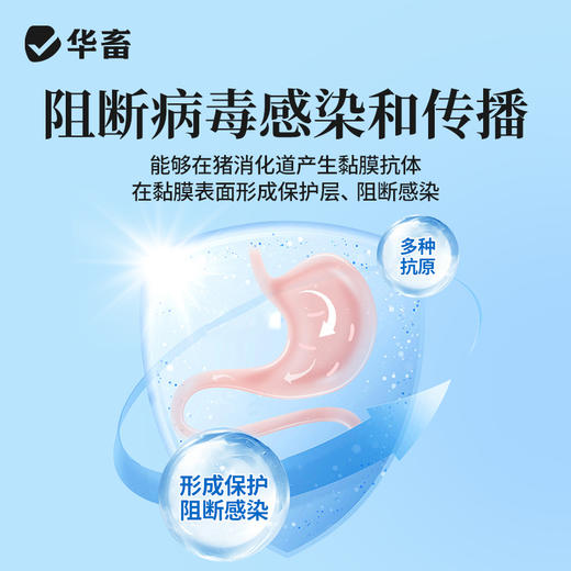 华畜随便养猪抗病毒防感染猪瘟预防免疫力强拉稀腹泻扶正添加剂 商品图3