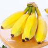产地直发 | 【枝悦】广西苹果蕉 香蕉 新鲜水果整箱 当季小香蕉 商品缩略图1