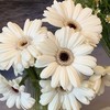 【奶霜棉花糖】非洲菊-史努比-10枝 | 公众号专享 商品缩略图3