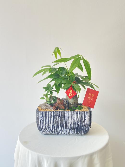 发财树/WL大方198 商品图0