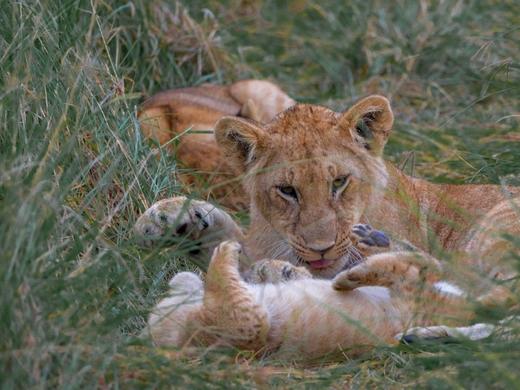 猎影东非｜非洲 肯尼亚游猎 追寻野生动物8日之旅 商品图9