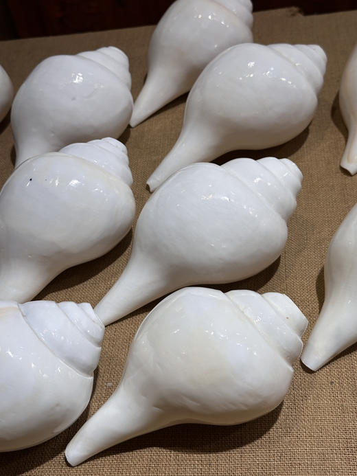 印度白海螺尼泊尔八吉祥八供法螺可吹奏白海螺密宗法器 商品图7