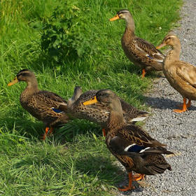 千岛湖高山土鸭
