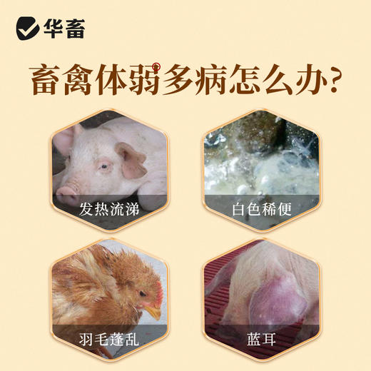 华畜扶正本草纲4斤装 扶正祛邪 清热解毒 畜禽感冒 商品图2