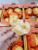 萌龙金蛋蜜瓜一箱 商品缩略图3