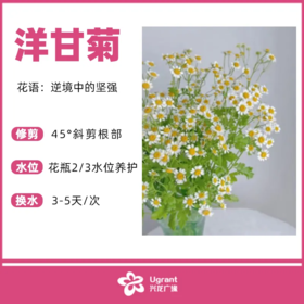 洋甘菊（束）