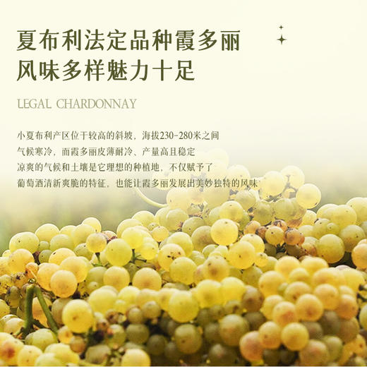 【法国进口】 法国穆德霍斯小夏布利干白葡萄酒  勃艮第AOC单一霞多丽干白葡萄酒  12%VOl 商品图6