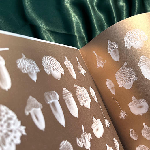 《世界上不可思议的果实种子图鉴》 商品图3