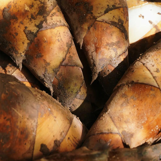 有机思茅甜笋 商品图8