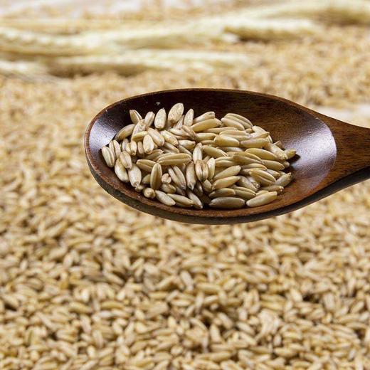 【安第斯藜】燕麦米500g/包*2袋颗粒饱满麦香浓郁 商品图3