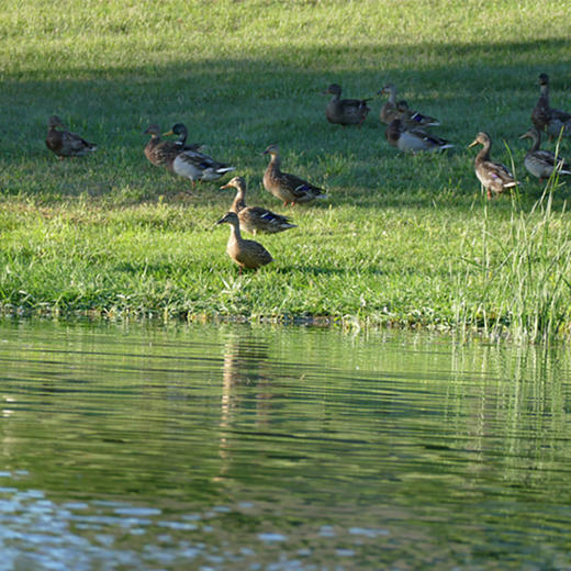 千岛湖高山土鸭 商品图3