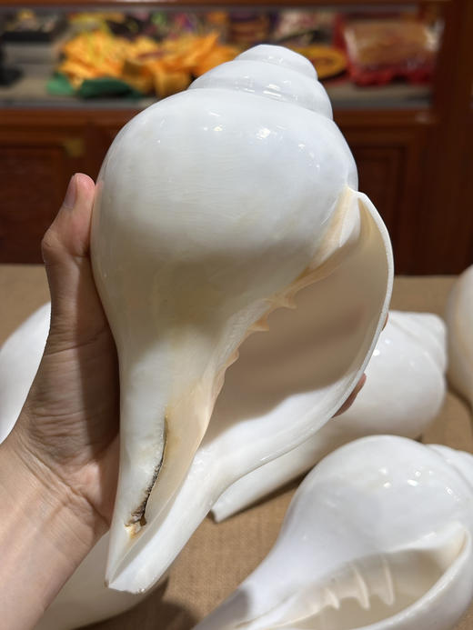 印度白海螺尼泊尔八吉祥八供法螺可吹奏白海螺密宗法器 商品图6